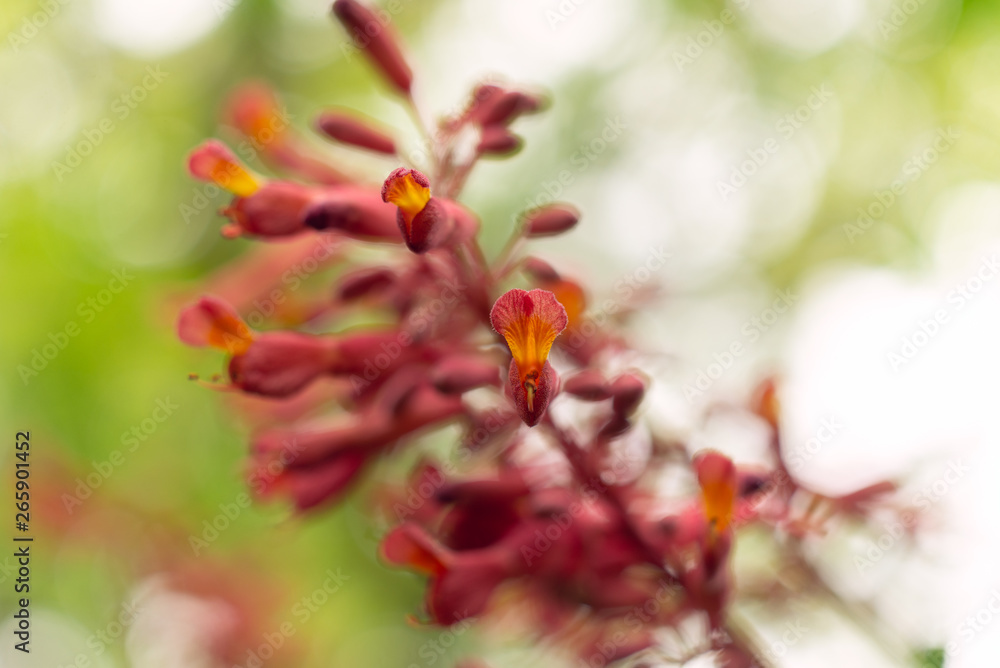 Red buckeye flowers, Aesculus pavia, in the spring. Hummingbird attractor. Red buckeye flowers, Aesculus pavia, in the spring. Hummingbird attractor.