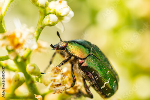 Closeup of Goldsmith beetle - Cetonia aurata - on a beautiful flower
