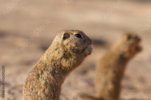 Two european ground squirrels standing in the field. Spermophilus citellus wildlife scene from nature. Two european sousliks eating on meadow © vladim_ka