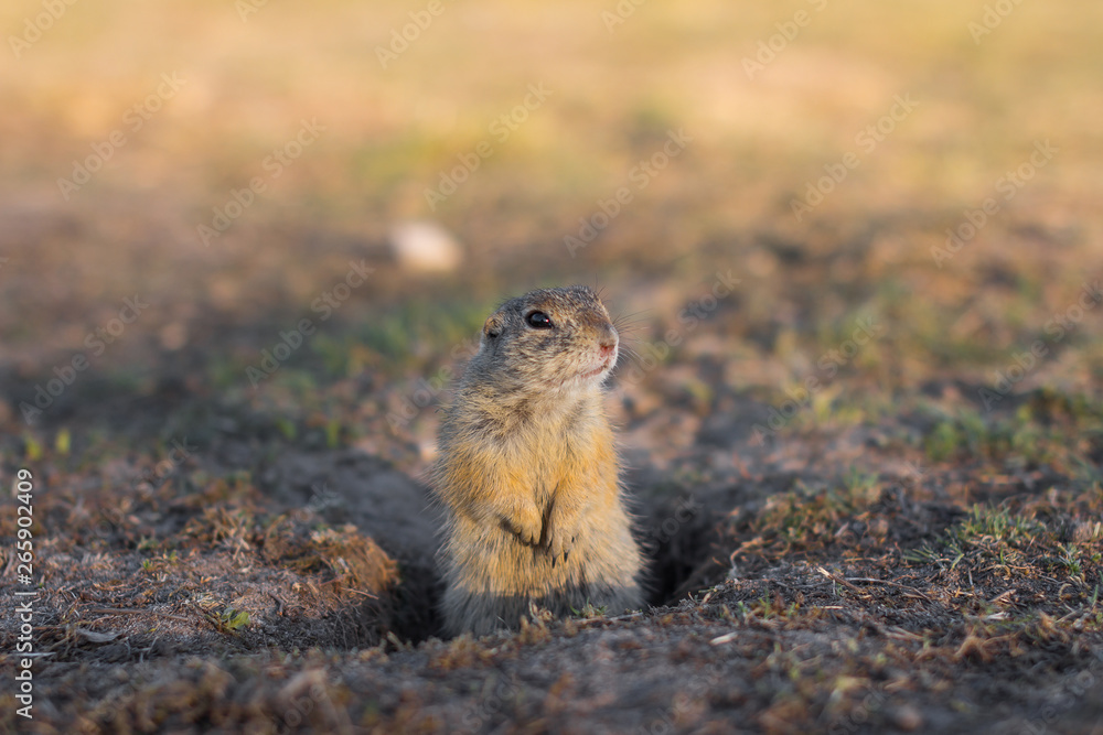 European ground squirrel standing in the field. Spermophilus citellus wildlife scene from nature. European souslik eating on meadow European ground squirrel standing in the field. Spermophilus citellus wildlife scene from nature. European souslik eating on meadow