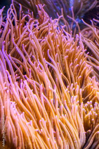 Bubble-tip anemone (Entacmaea quadricolor) in an aquarium
