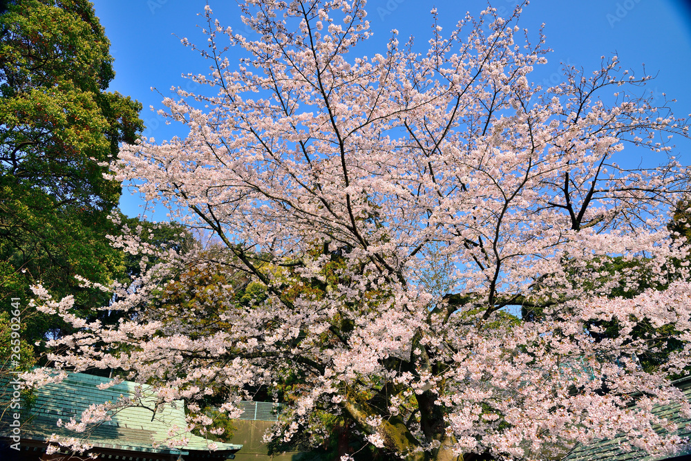 【神奈川県】横須賀市　諏訪大神社の桜