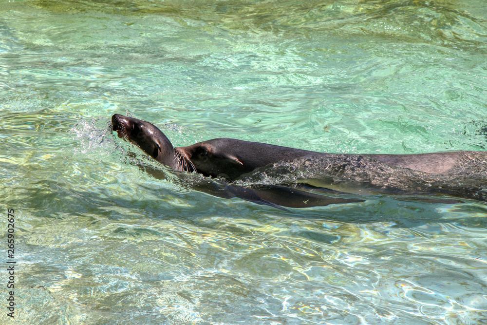 Obraz premium Sea lions swim in a tank in a zoo