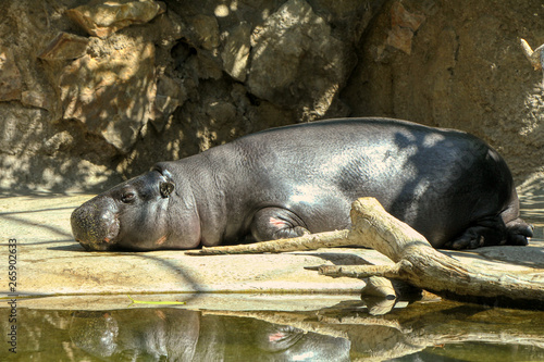 Pygmy hippo sleeps in a zoo