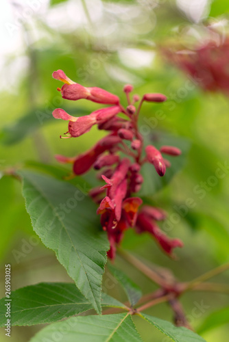 Red buckeye flowers  Aesculus pavia  in the spring. Hummingbird attractor.