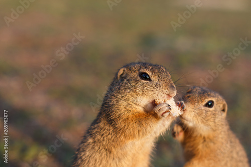 Two european ground squirrels standing in the field. Spermophilus citellus wildlife scene from nature. Two european sousliks eating on meadow