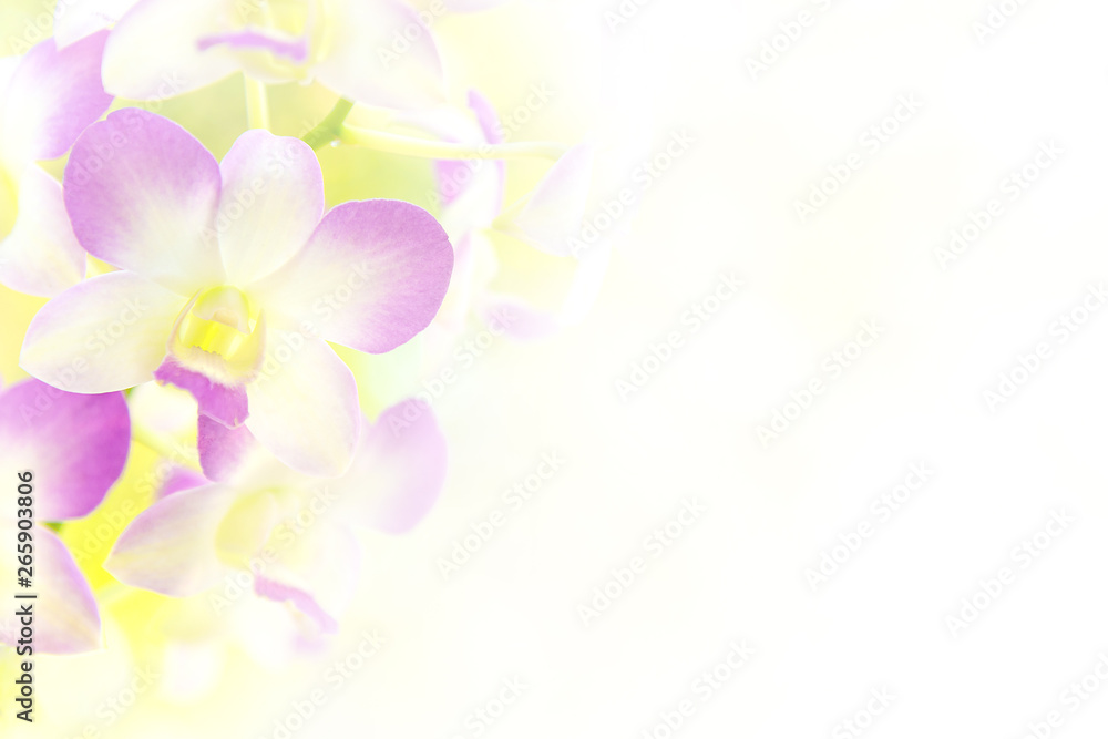 Obraz premium Soft focus of purplle orchidsflower with copy space.