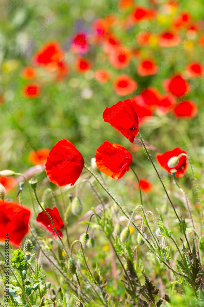 Fototapeta premium moving red poppy flowers in sun day in grass