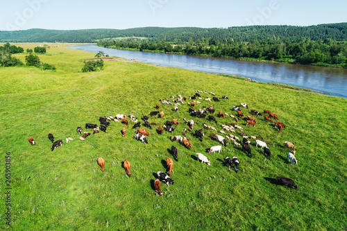 Aerial view of the herd of cows and sheep at green meadow near with river. Drone photo of plein air of river and green field with herd of cows and sheeps. Ural, Bashkiria, Russia.