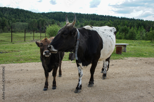 Podobny obraz