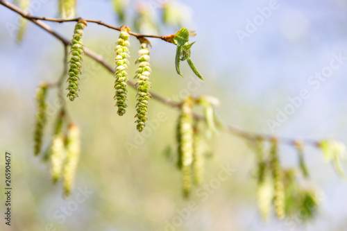 Catkins of hazel tree with young green leaves spreading pollen, soft focus, copy space. Bloom, spring allergy.