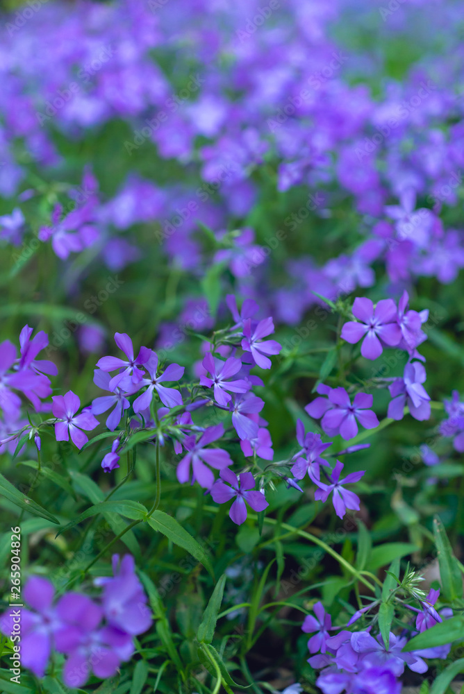Purple phlox flowers flowering in the spring. 