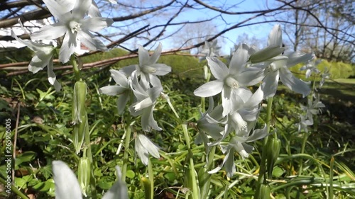 Nickender Milchstern (Ornithogalum nutans, Syn. Honorius nutans), auch Nickende Vogelmilch im Schlosspark von Schloss Burglund, Apenrade, Süddänemark, Dänemark photo