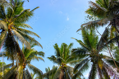 Coco palm tree crown on blue sky. Palm leaf frame on skyscape. Tropical island banner template with text place.