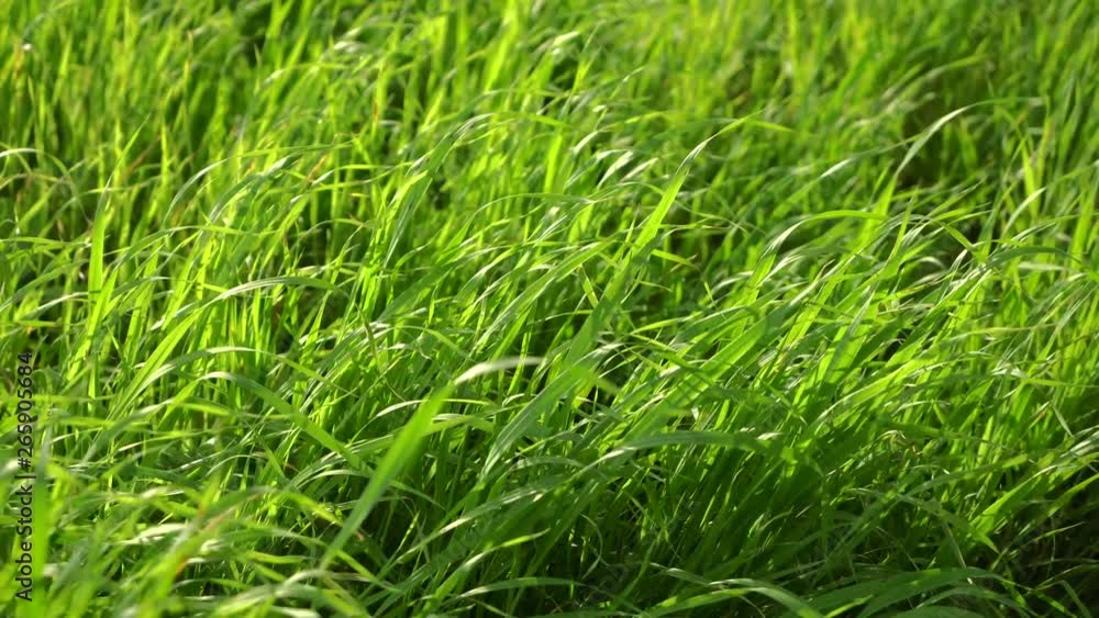 Green grass in the wind. Motion in the frame from left to right. Green grass in the wind. Motion in the frame from left to right.