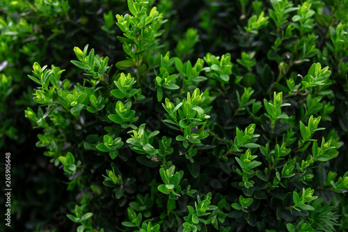 Green fence texture bushes background