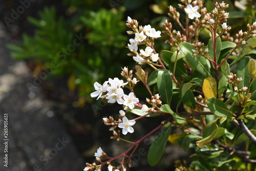 Rhaphiolepis umbellata blossoms