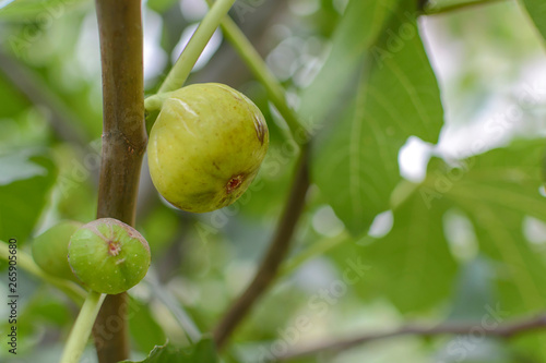 Green raw figs on the branch of a fig tree
