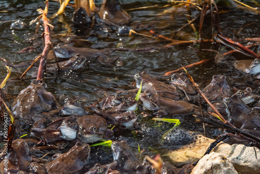 Fototapeta premium Common brown frogs gathered for mating season