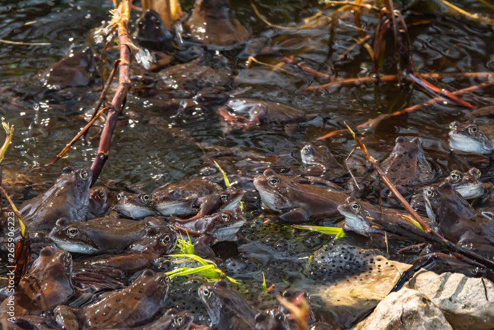 Fototapeta premium Common brown frogs gathered for mating season