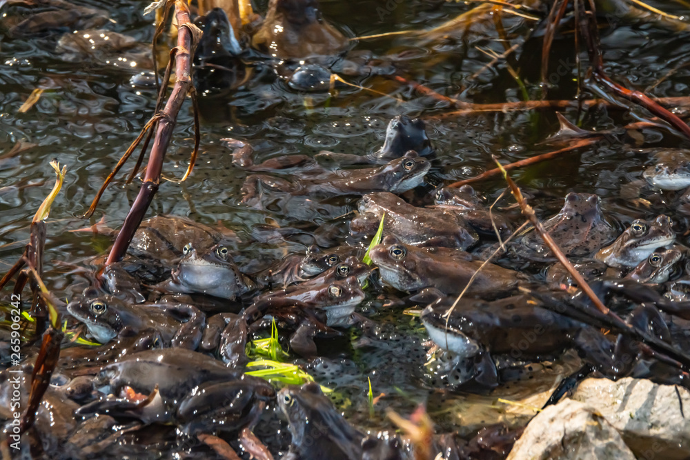Fototapeta premium Common brown frogs gathered for mating season