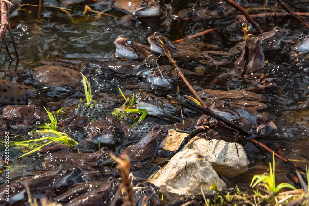 Common brown frogs gathered for mating season