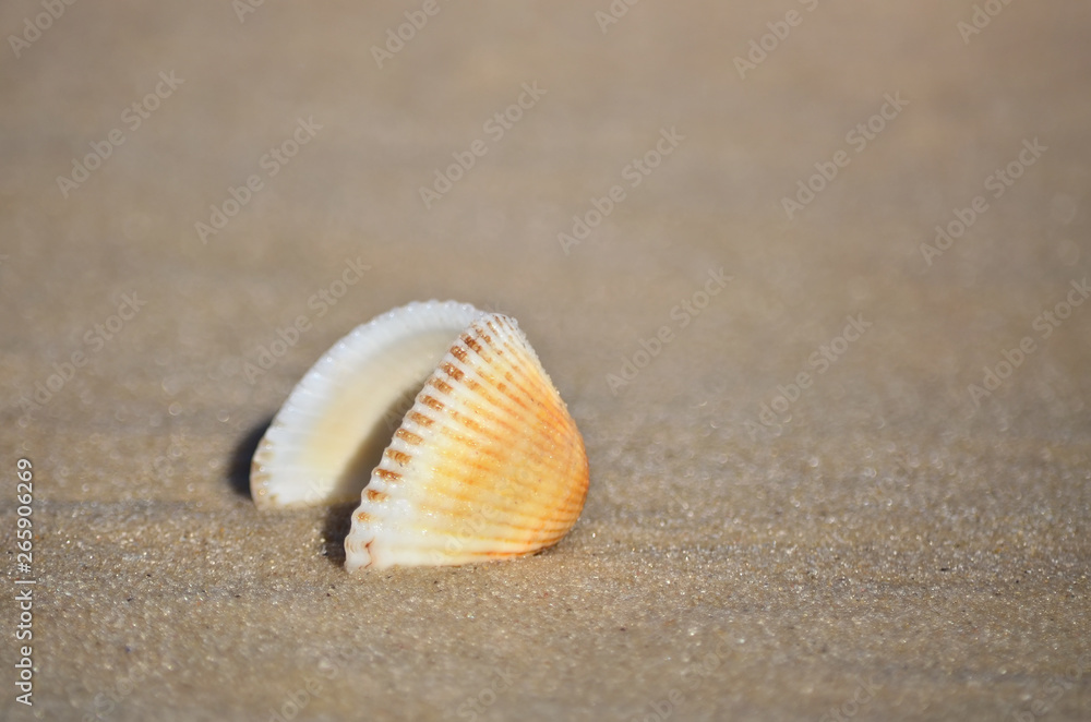 Seashell on the sandy beach of the Black Sea coast, Ukraine. Shallow depth of field, close-up. Seashell on the sandy beach of the Black Sea coast, Ukraine. Shallow depth of field, close-up.