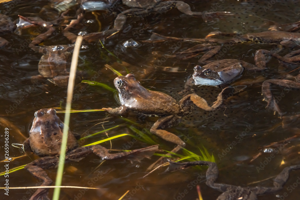 Common brown frogs gathered for mating season Common brown frogs gathered for mating season