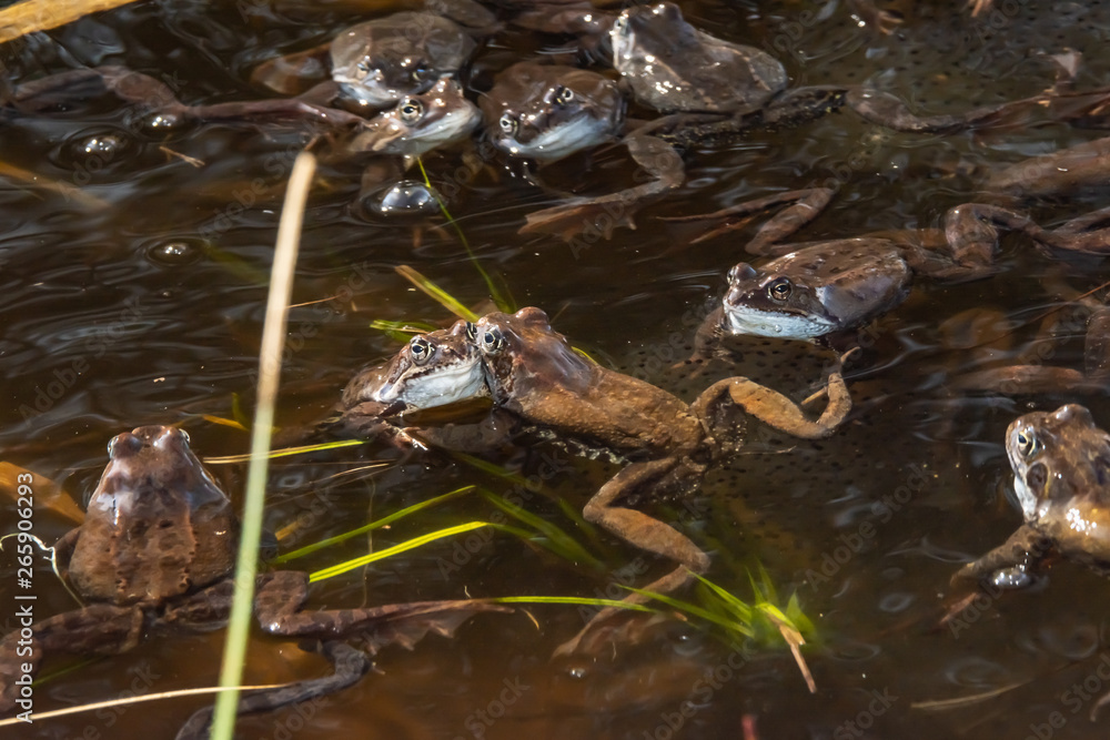 Common brown frogs gathered for mating season Common brown frogs gathered for mating season