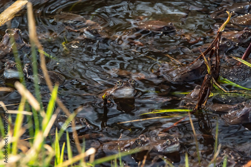 Common brown frogs gathered for mating season © Anatolii Logunov