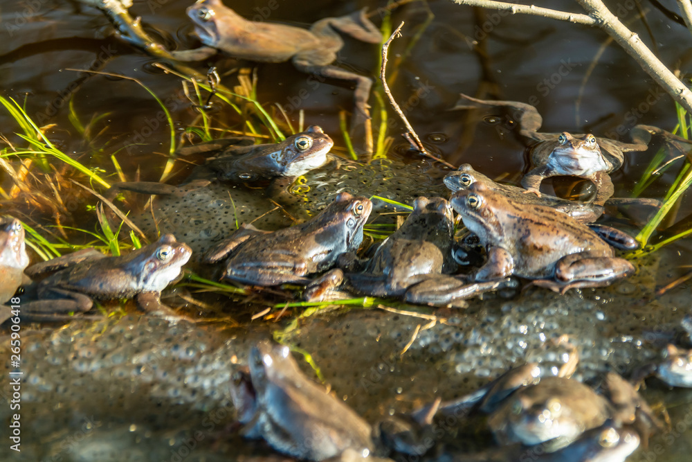 Fototapeta premium Common brown frogs gathered for mating season
