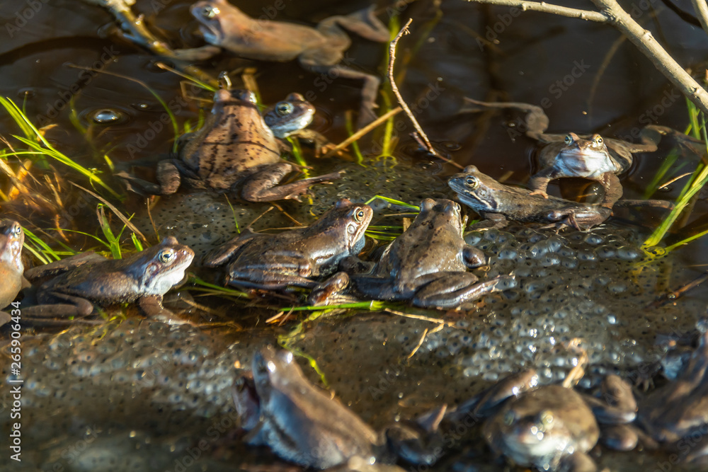Common brown frogs gathered for mating season Common brown frogs gathered for mating season