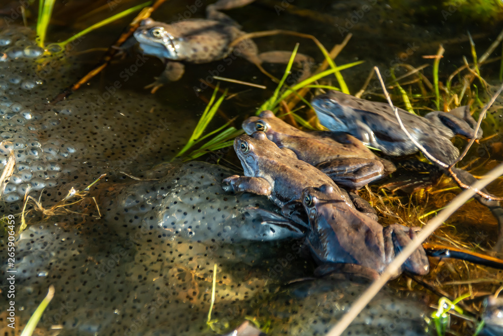 Common brown frogs gathered for mating season Common brown frogs gathered for mating season
