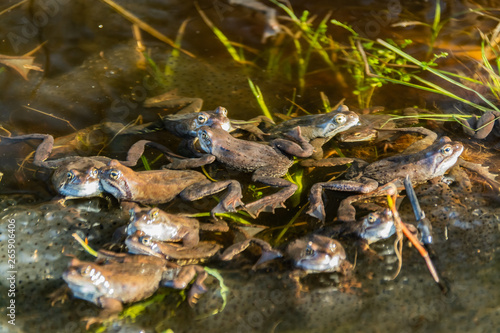 Common brown frogs gathered for mating season