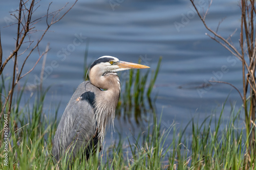 Great blue heron, male in mating plumage