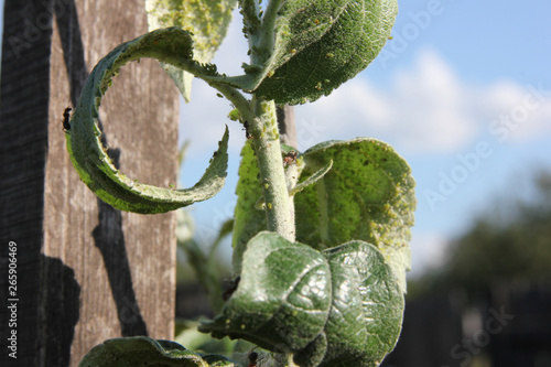 Aphids are sucking juice of the apple-tree and ants is pasturing them photo