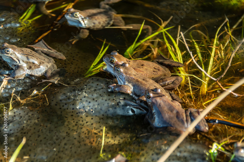 Common brown frogs gathered for mating season