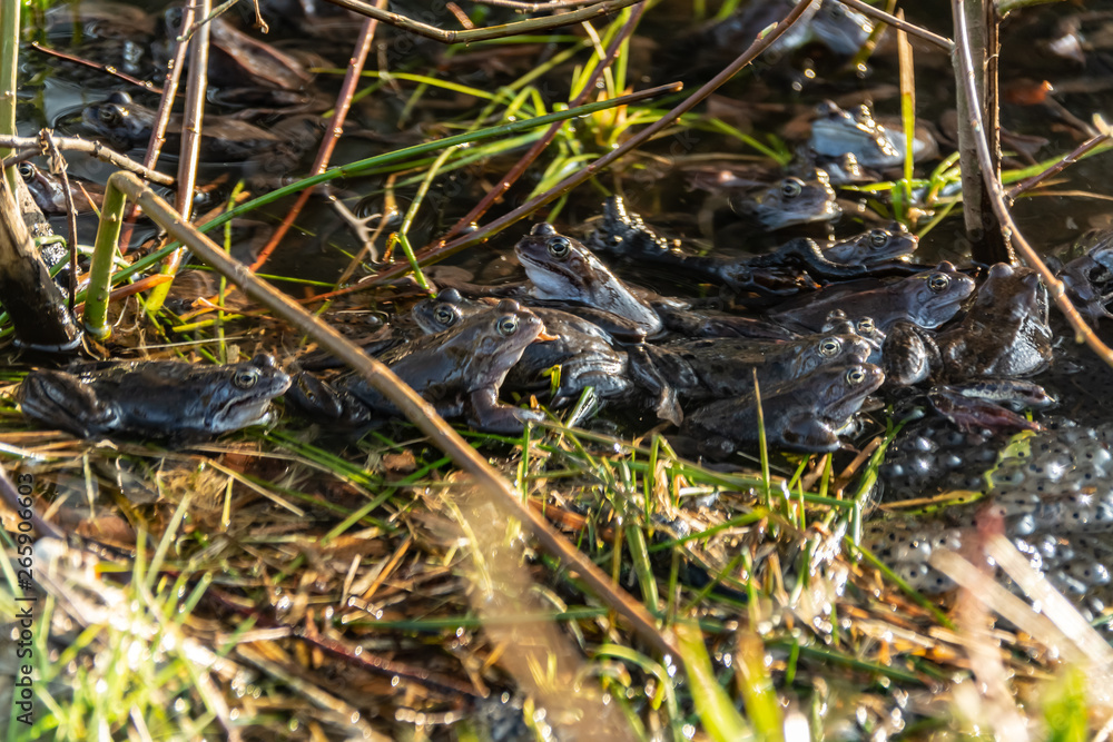 Common brown frogs gathered for mating season Common brown frogs gathered for mating season