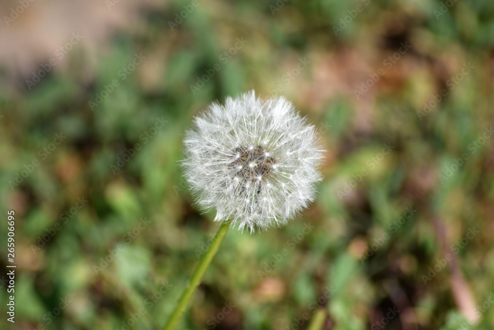 Pusteblume Pusteblume