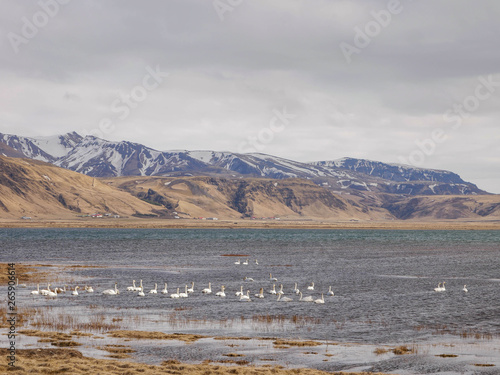 Many birds swimming in the Oddnyjartjorn lake