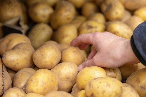 Woman shopper selecting fresh potatoes from a bin at farmers market