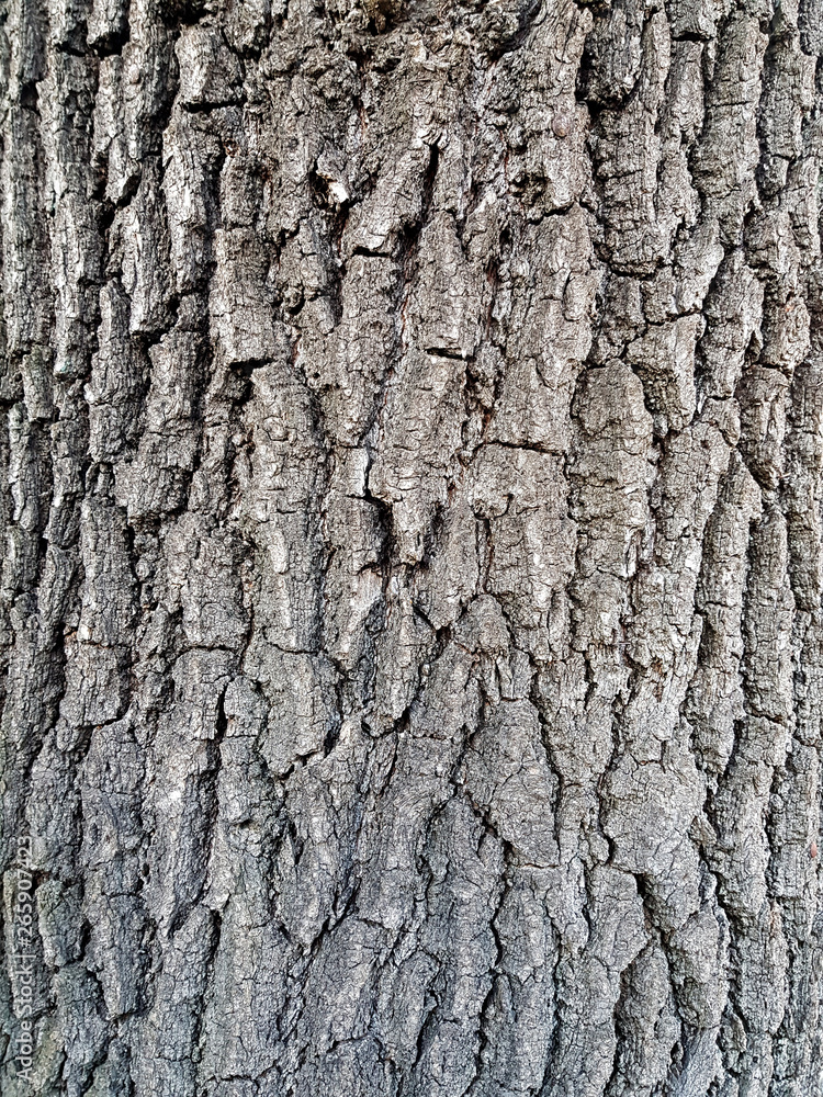 Close up of tree bark texture. Wooden background Close up of tree bark texture. Wooden background