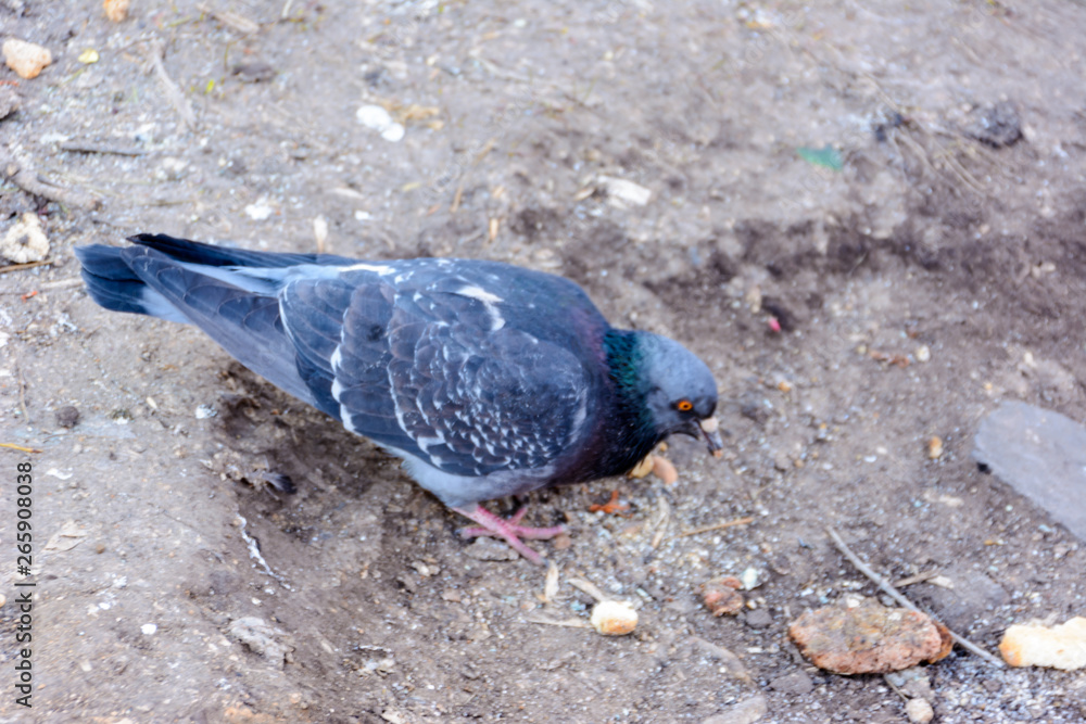 Fototapeta premium A hungry pigeon is eating bread. Feeding birds.
