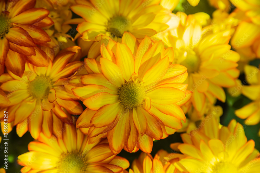 Rudbeckia hirta - Black Eyed Susan Rudbeckia hirta - Black Eyed Susan