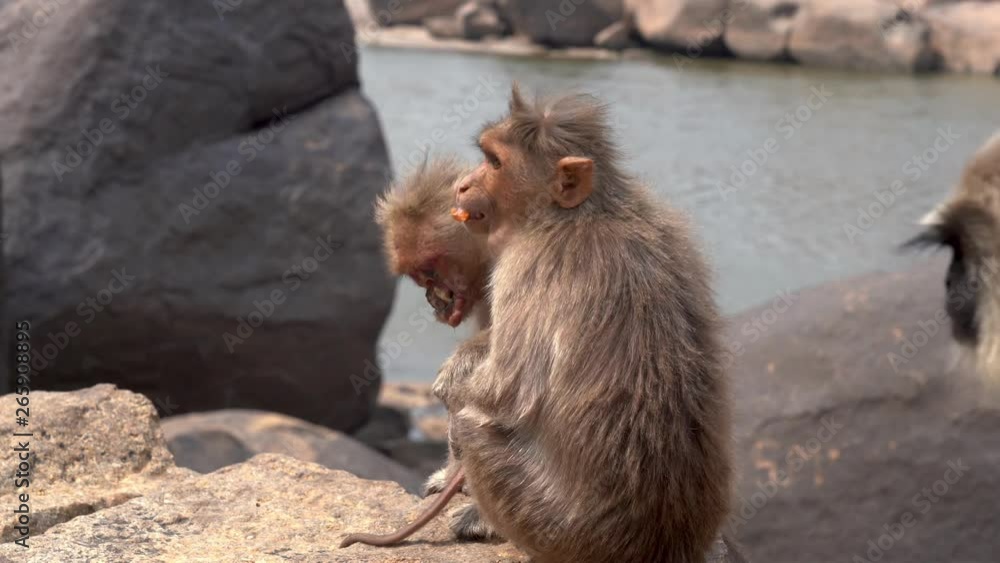 Terrible monkey suffering from a disease. Terrible monkey suffering from a disease.