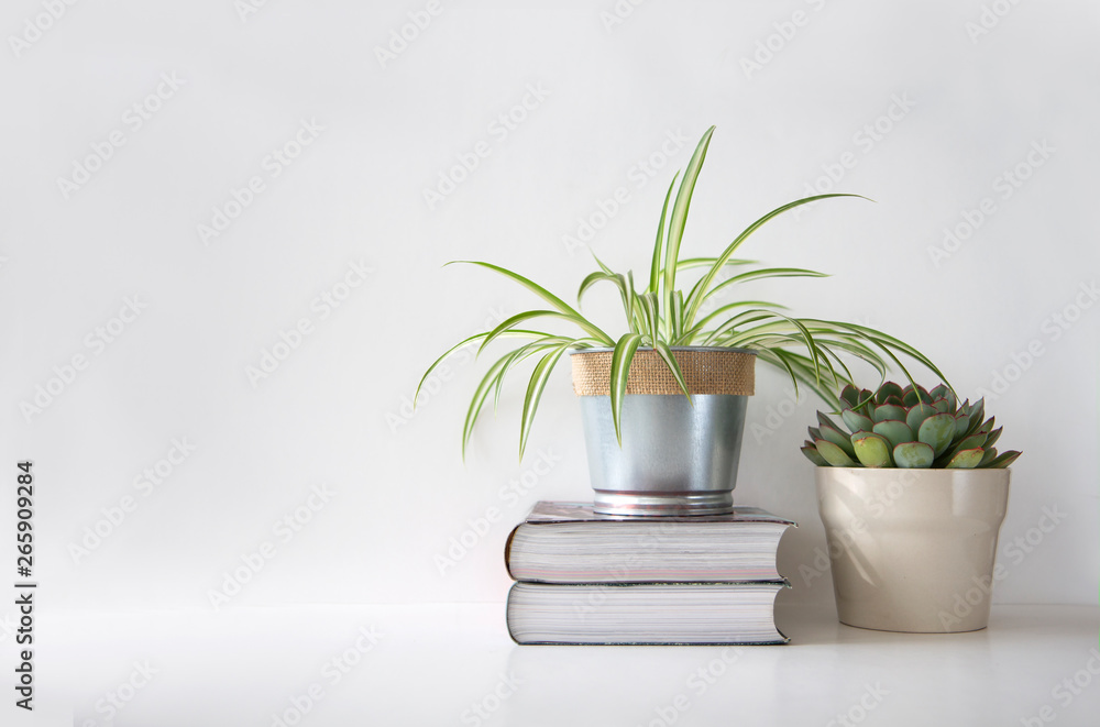 Succulent plant and a spider plant in different pots on top of books against white background, minimalism
