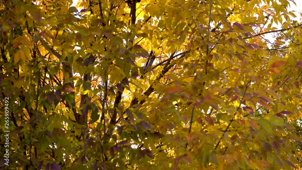 Yellow tree leafs background, detailed closeup zoom, colorful fall season, wind movement backdrop Yellow tree leafs background, detailed closeup zoom, colorful fall season, wind movement backdrop