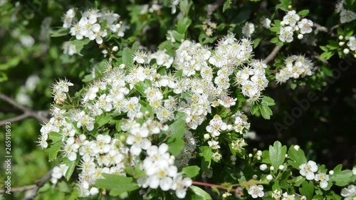 Common Hawthorn flowers on the bush during spring season. Plant of Crataegus monogyna. Hawthorn blossom, close up. Flowering thornapple. May-tree blooming in the forest. Fruit flowers. Crataegus monog photo