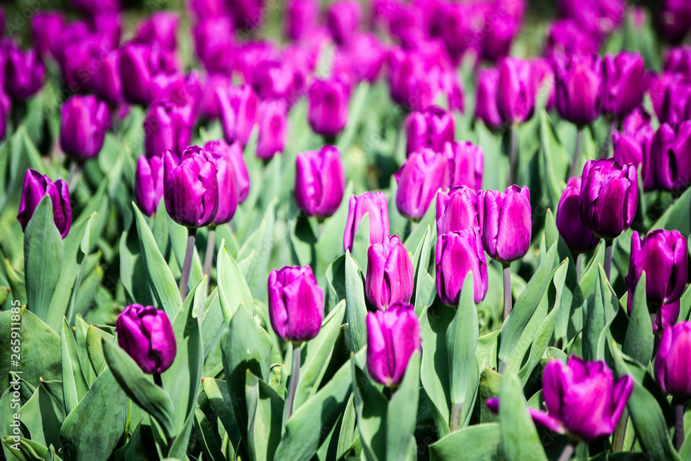 tulips tulips