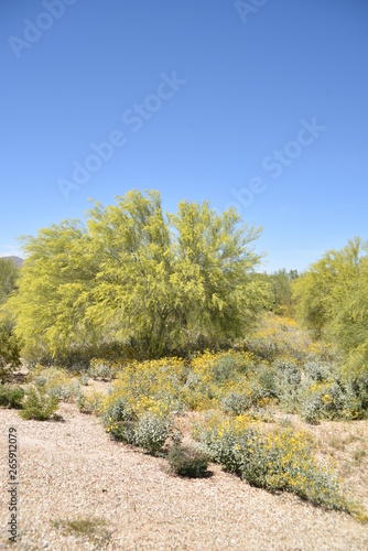 Arizona's beautiful palo verde tree in spring bloom